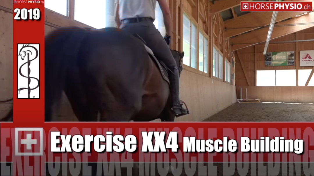 Exercise xx4 for Muscle building