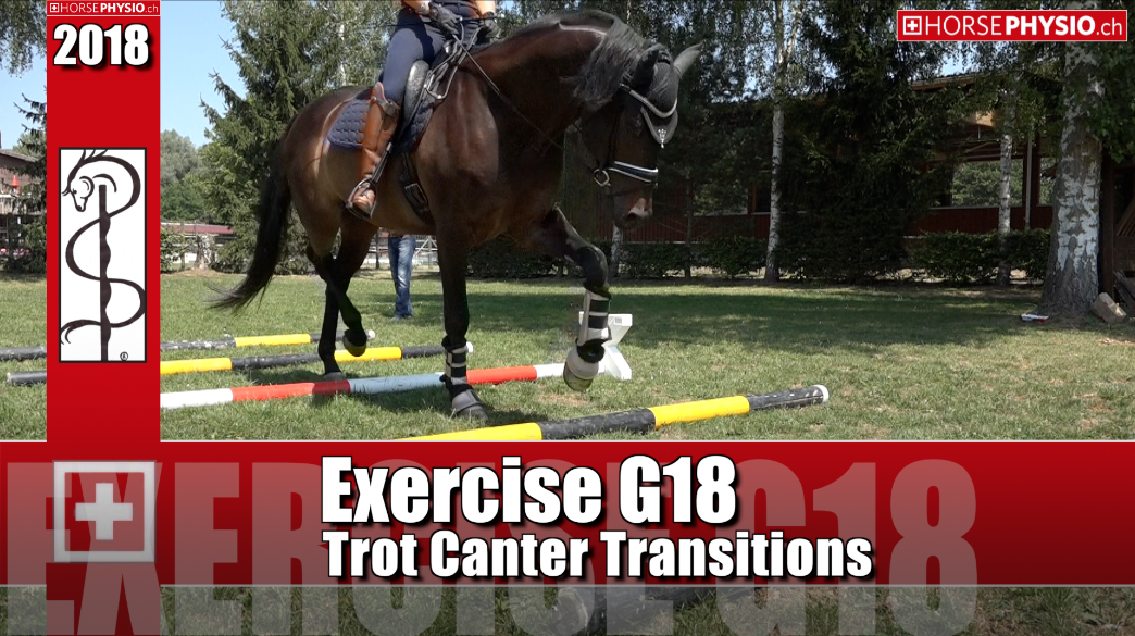 Exercise G18 Trot & Canter Transition